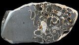 Polished Ammonite Fossil Slab - Marston Magna Marble #63834-1